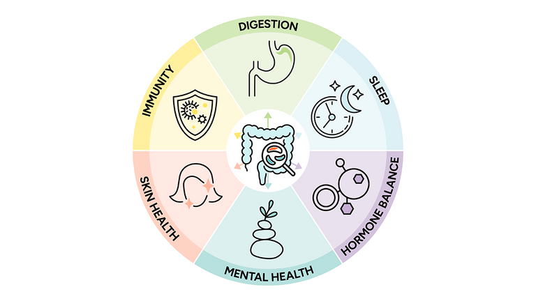 Info graphic with intestines in the middle of a circle surrounded by the words digestion, sleep, hormone balance, mental health, skin health, and immunity and their corresponding icons
